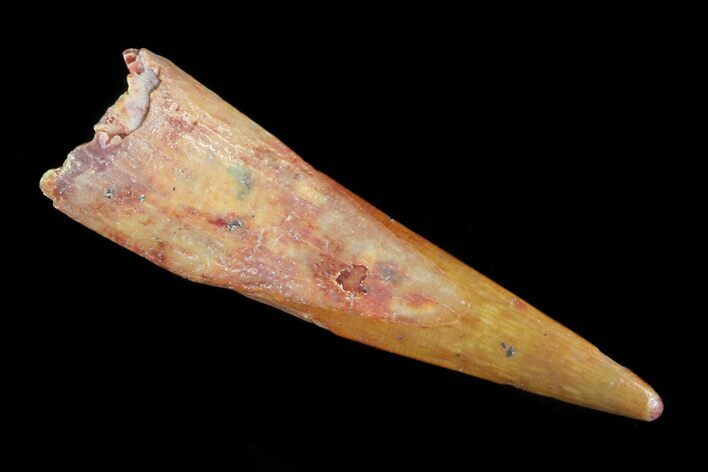 Sharp, Pterosaur (Siroccopteryx) Tooth - Morocco #75555